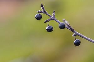 Exotic buckthorn battle being waged for sustainability