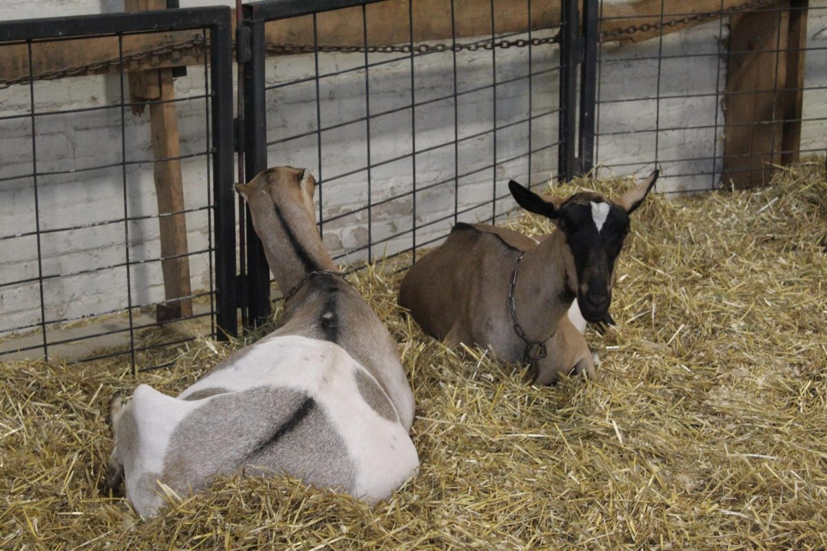 Two goats relax in the straw in the sheep and goat barn at the Wisconsin State Fair.