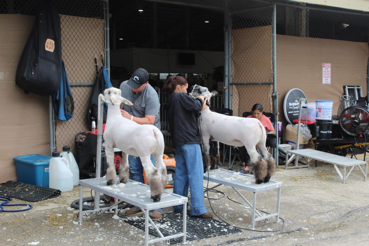 Sheep are being sheared and prepped for judging at the Wisconsin State Fair.