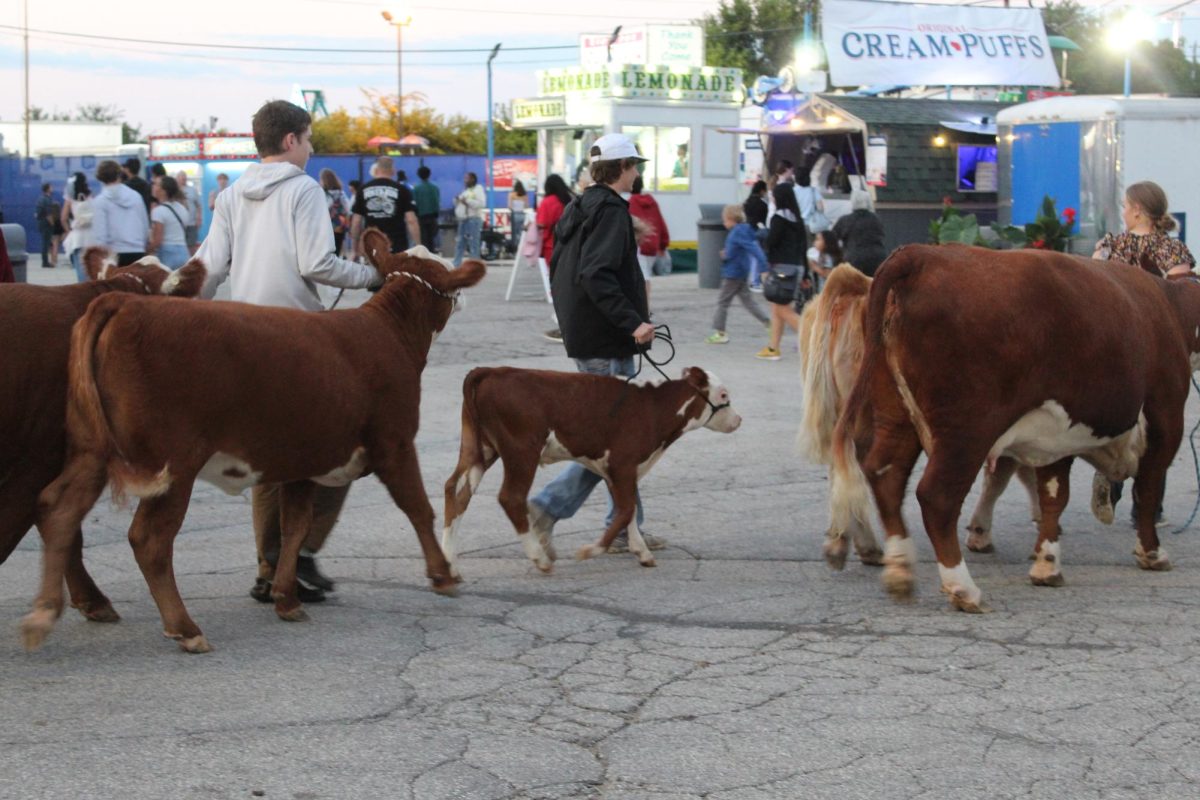 Cows are taken to and from the barns for judging at the Wisconsin State Fair in West Allis.