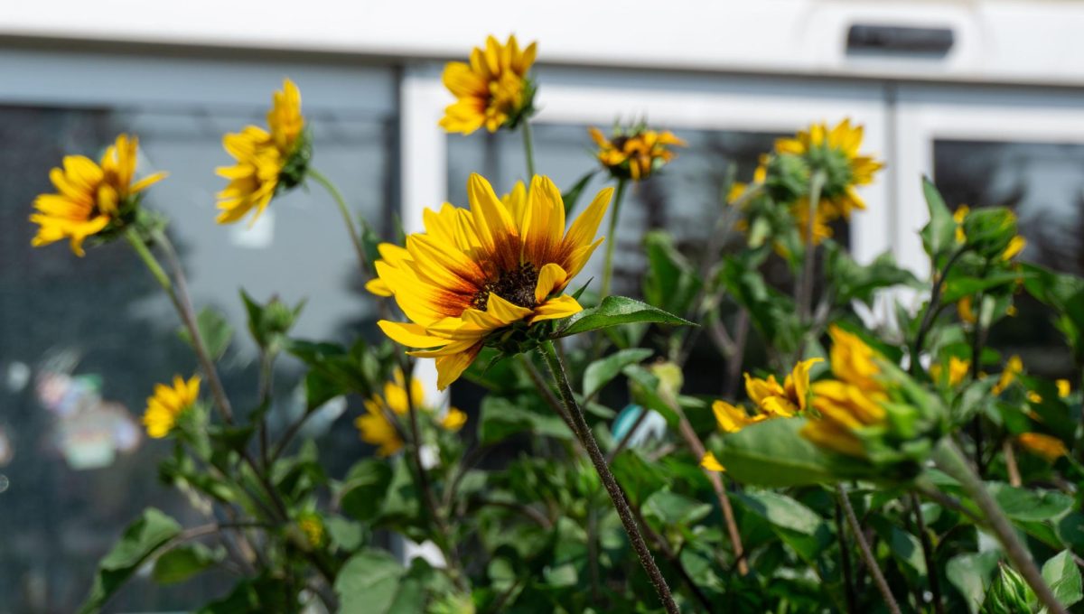 Helianthus annus (common sunflowers) in a local garden