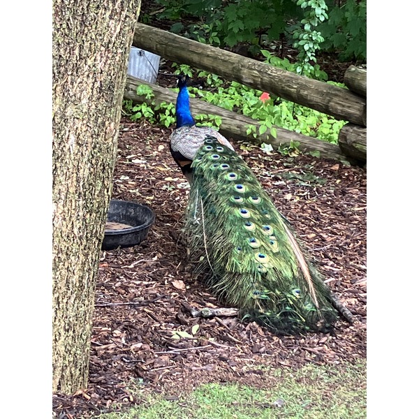 A peacock's feathers trail the bird as it walks around the Milwaukee County Zoo.