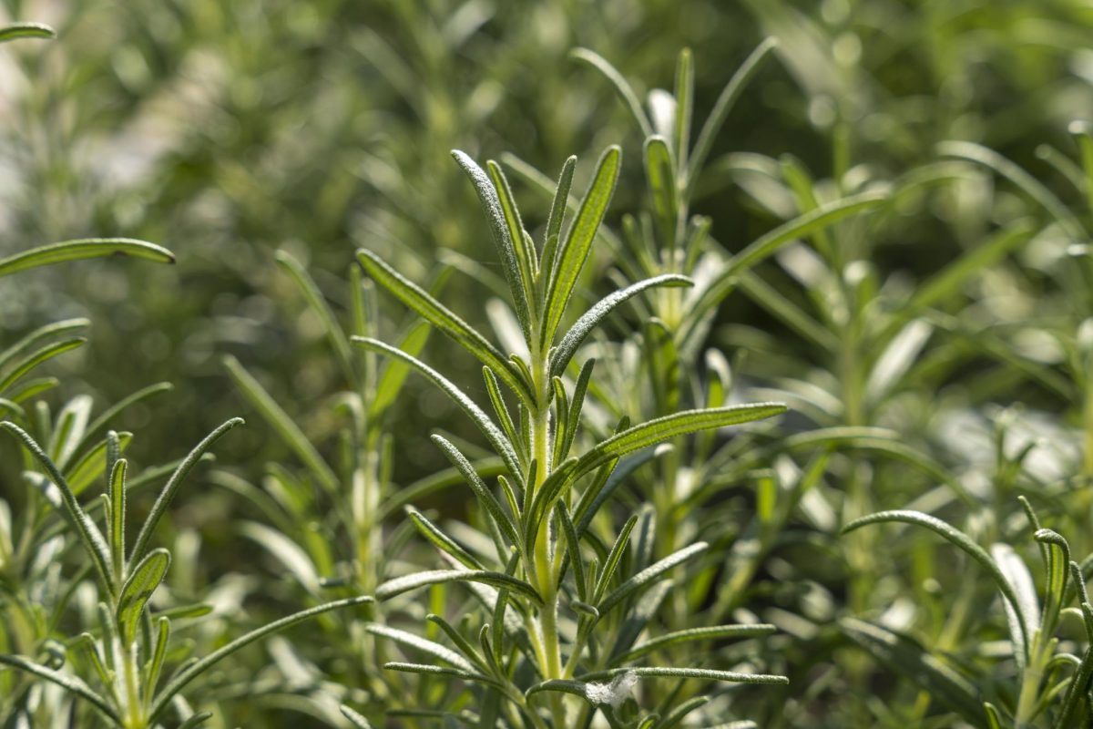 Rosemary grown in the Downtown campus’ rooftop garden located on the third floor of the T Building. 