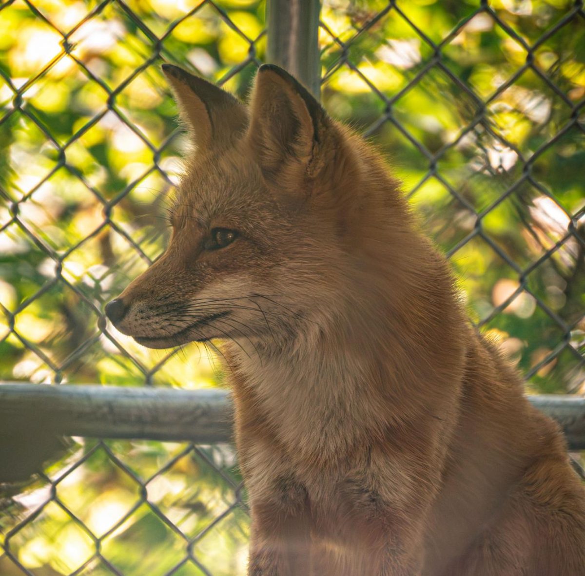 A fox perches on top of its habitat to observe the visitors at the Shalom Wildlife Sanctuary LLC in West Bend, WI